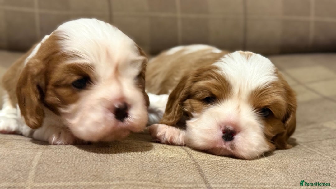Cavalier King Charles Spaniel dogs for sale: 2 Female King Charles Cavaliers   - Advert 25