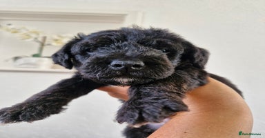 Mixed Breed dogs - Advert 5