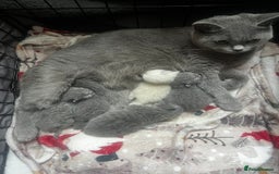 British Shorthair cats for sale: British shorthair kittens  - Image 5