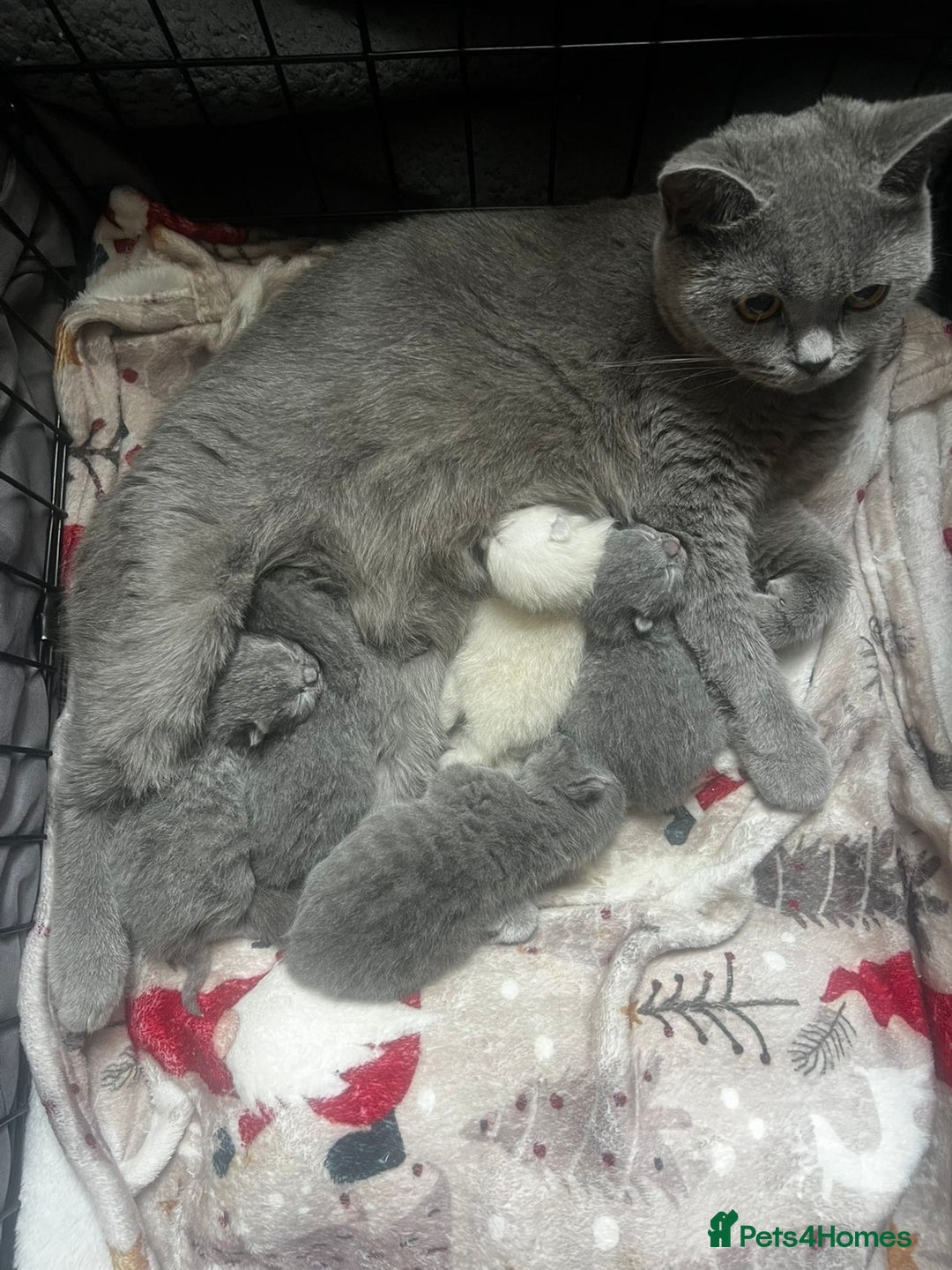 British Shorthair cats for sale: British shorthair kittens  - Image 5