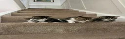 Mixed Breed cats for sale: 4x Maincoon X American Wire Hair Kittens for sale  in Stourport-on-Severn - Advert 9