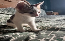Mixed Breed cats for sale: 2 female kittens for sale - Image 3