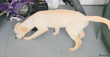 Labrador Retriever dogs - Advert 6