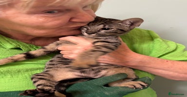 Savannah cats - Advert 15