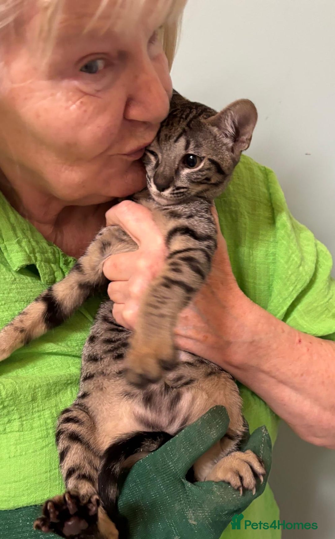 Savannah cats for sale: F9 brown & charcoal spotted savannah kittens - Image 3