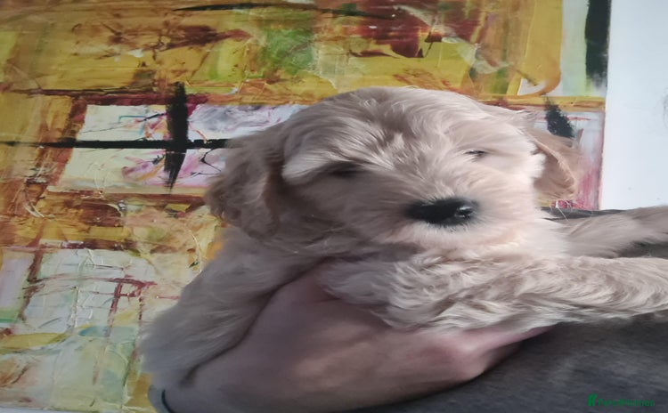 Labradoodle dogs ⭐✨ Mini Labradoodles Multigen - F1b Parents 🐾✨  - Advert 6