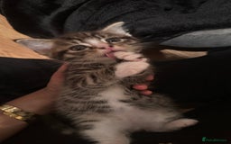 Domestic Shorthair cats for sale: 5 Tabby & Tuxedo kittens for sale - Image 33