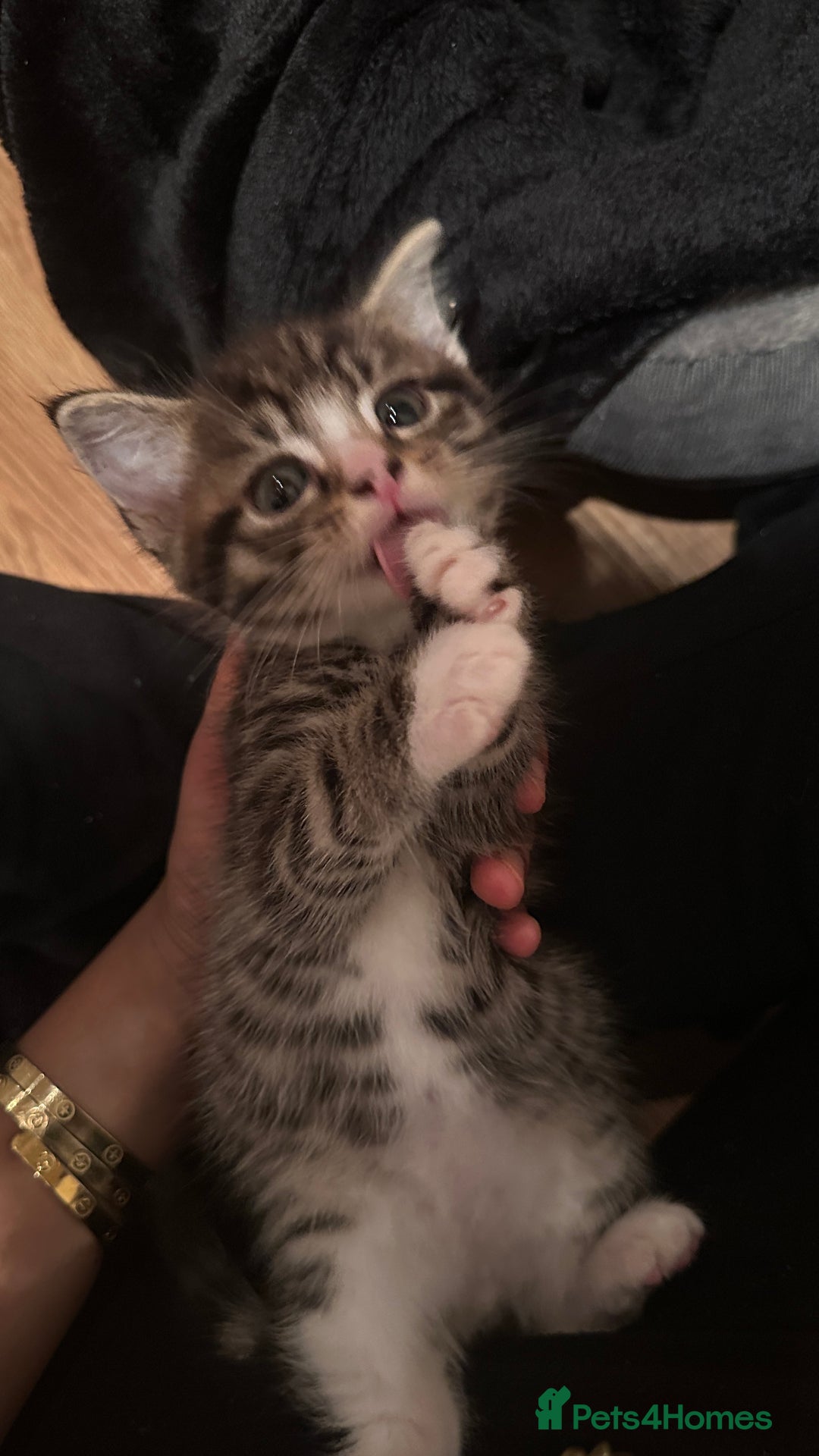 Domestic Shorthair cats for sale: 5 Tabby & Tuxedo kittens for sale - Image 33