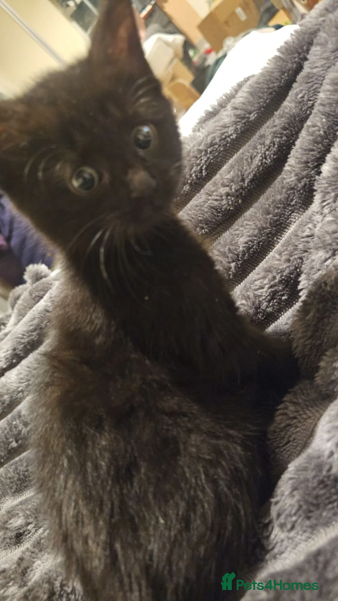 Ragdoll cats for sale: Black ragdoll kitty - Advert 1