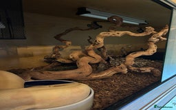 Boa Snake reptiles for sale: Adult Sunglow Boa Male - Advert 4
