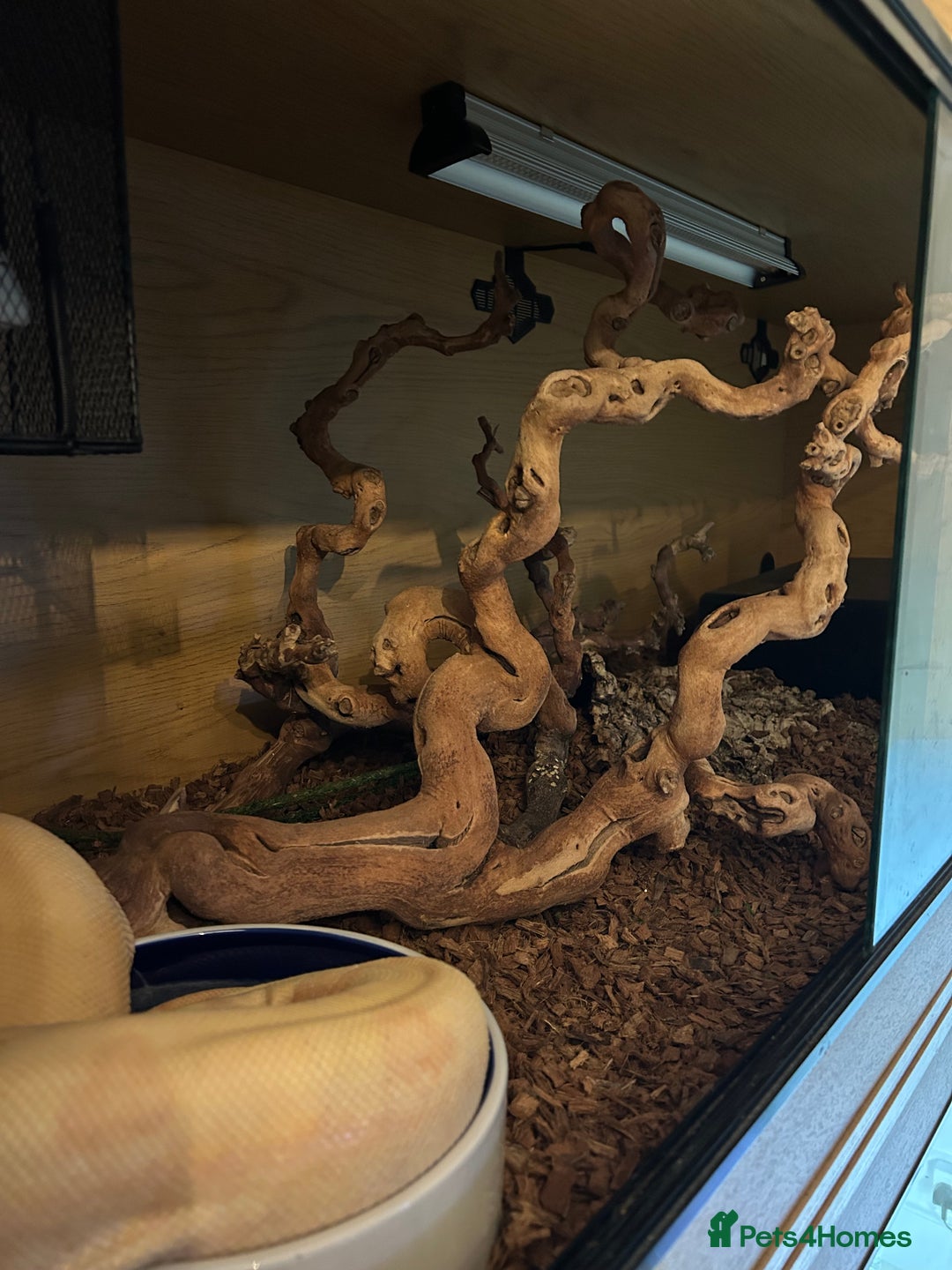 Boa Snake reptiles for sale: Adult Sunglow Boa Male - Advert 4