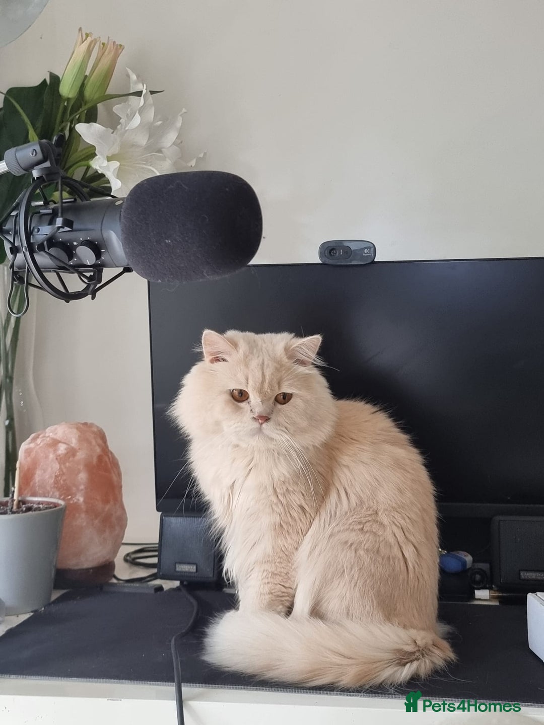 Persian cats for sale: Persian Dollface Kittens  - Image 6