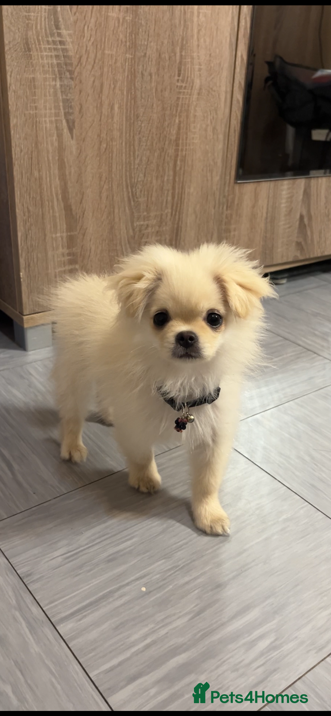 Mixed Breed dogs for sale: CUTE FEMALE PUPPY AVAILABLE 🐾🐶 - Image 3