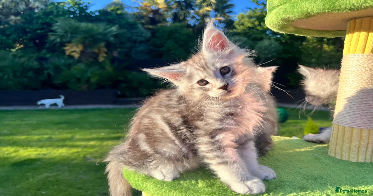 Maine Coon Kittens for sale | Pets4Homes
