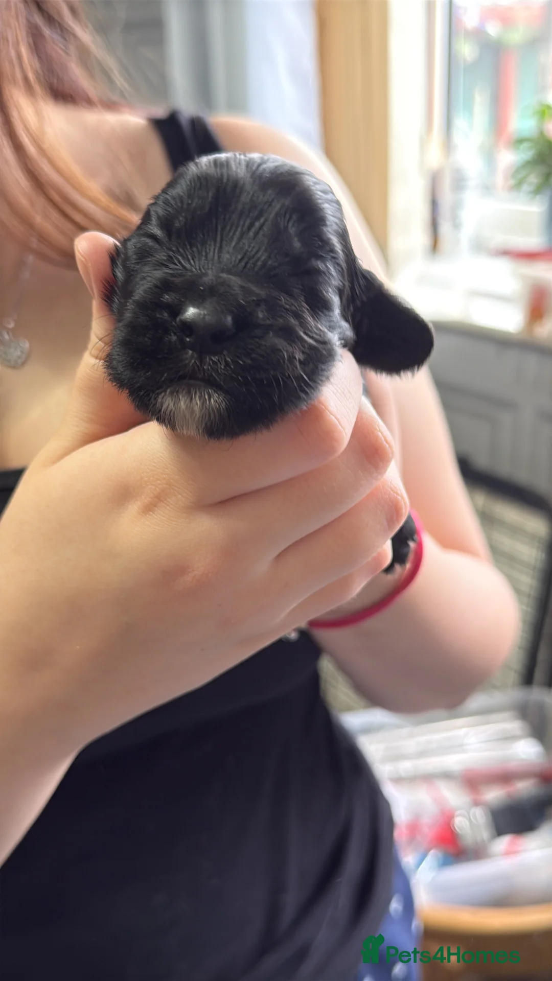 Sprocker dogs for sale: 1 boy sprocker - Advert 2