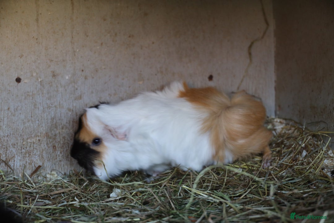Guinea Pig rodents for sale: Peruvian Baby Boars  for Sale  - Image 5