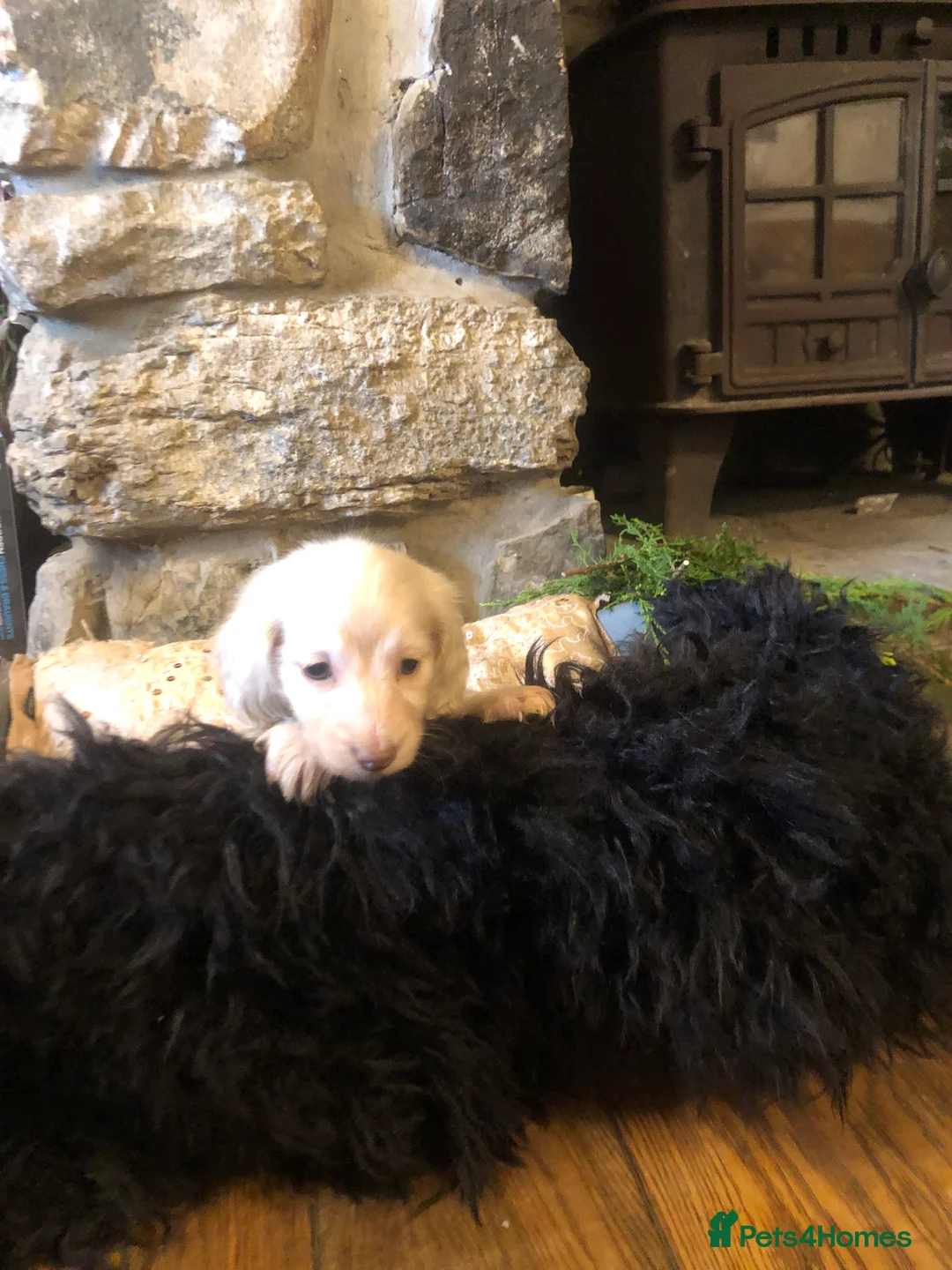 Miniature Dachshund dogs for sale: KC English Cream miniature dachshund  - Advert 14