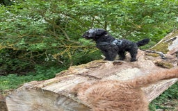 Cockapoo dogs for sale: Sweetheart four year old cockapoo for rehoming  - Image 2