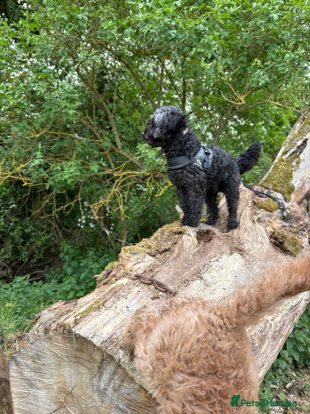 Cockapoo dogs for sale: Sweetheart four year old cockapoo for rehoming  - Image 2