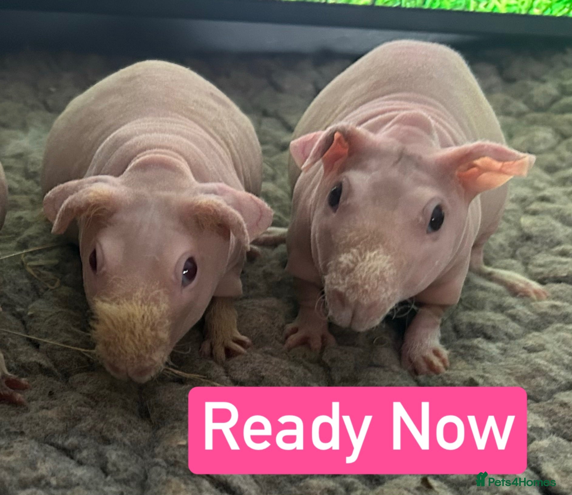Guinea Pig rodents Skinny Pig Sows  - Advert 1