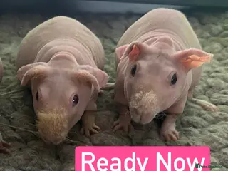 Guinea Pig rodents Skinny Pig Sows - Advert 1