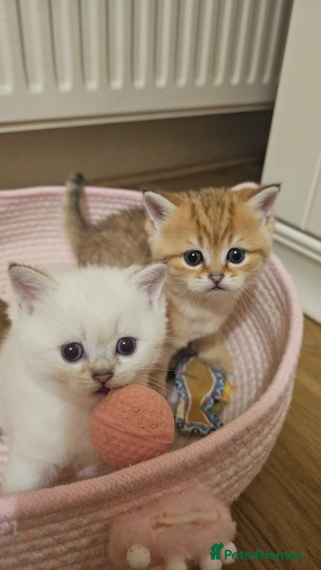 Scottish Fold cats for sale: Tica Registered pedigree kittens  - Advert 12