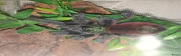 Spiders invertebrates for sale: Caribena Versicolour (Pink toe) - Advert 3