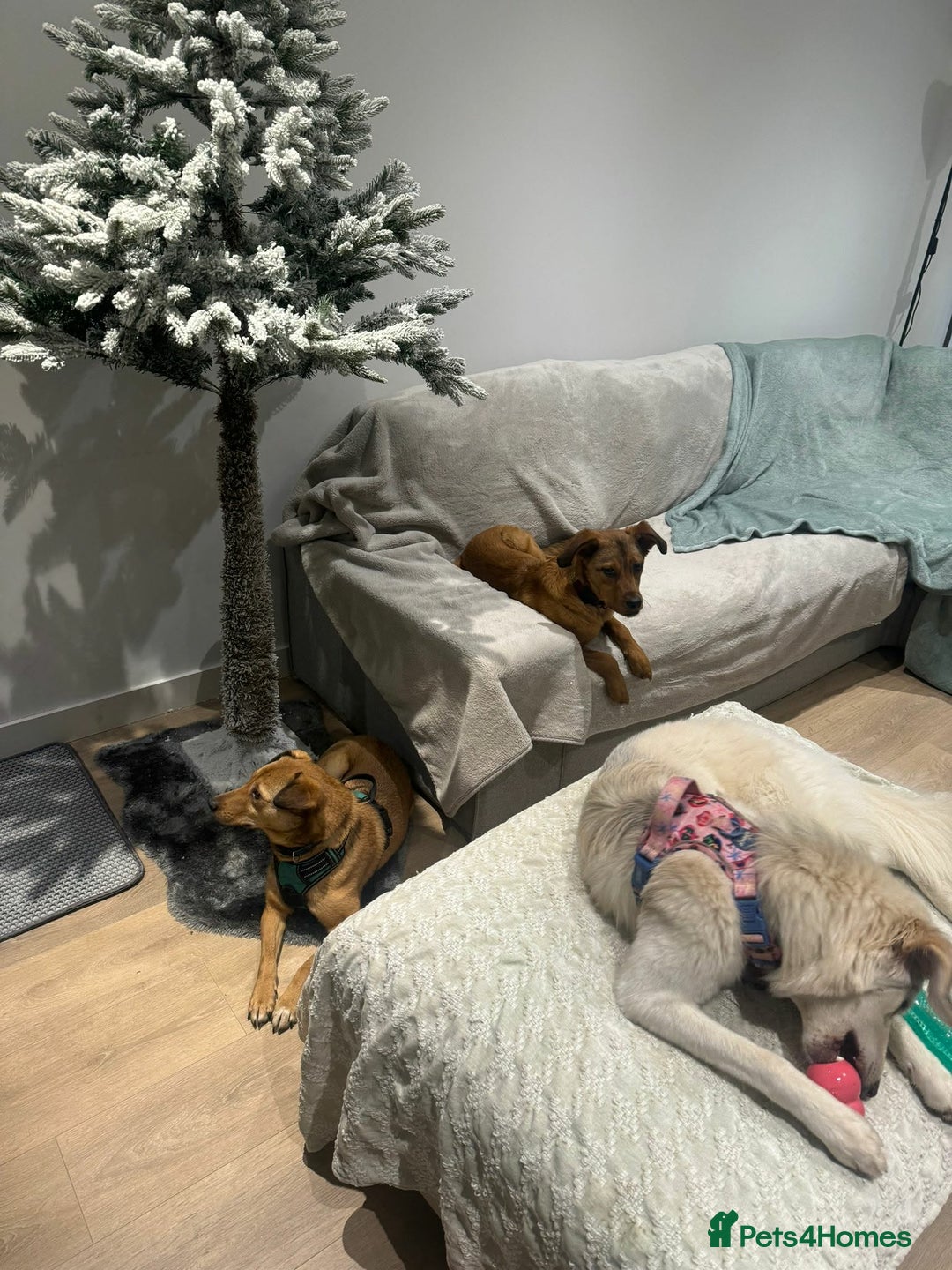 Mixed Breed dogs for adoption: Fajitas for adoption - Advert 3