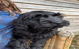 Cockapoo dogs for sale: 🐾 Cockerpoo puppies for sale 🐾  - Image 4