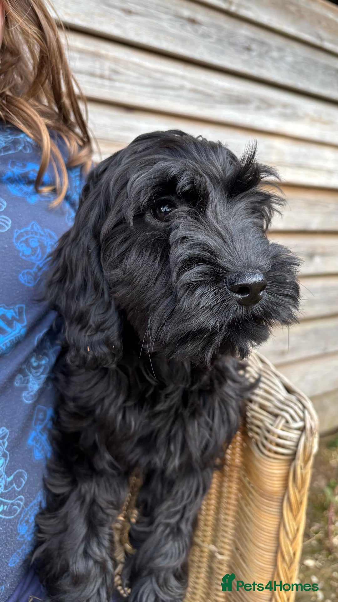Cockapoo dogs for sale: 🐾 Cockerpoo puppies for sale 🐾  - Image 4