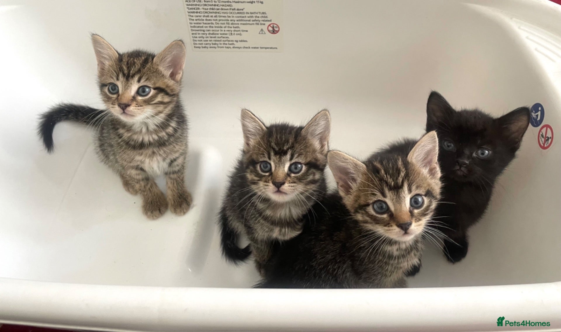 Mixed Breed cats beautiful kittens ready for their new homes - Advert 1