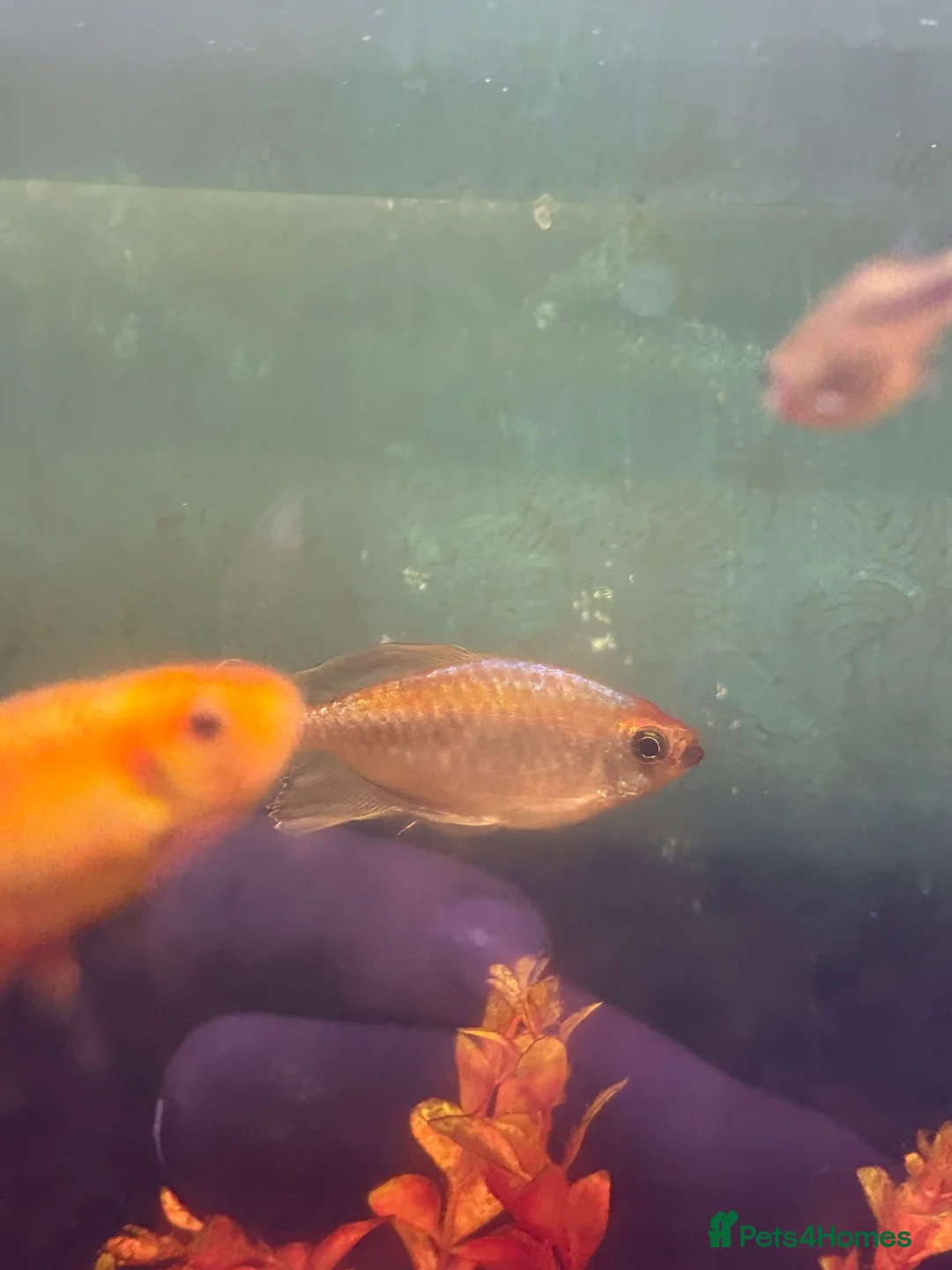 Sharks fish for sale: Selling assortment of tropical fish - Advert 5