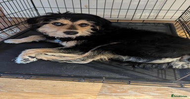 Mixed Breed dogs - Advert 8