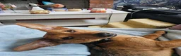 Dachshund dogs for sale: Loving, cuddly, loyal Dachshund- Dash for rehoming in Loughborough - Advert 3