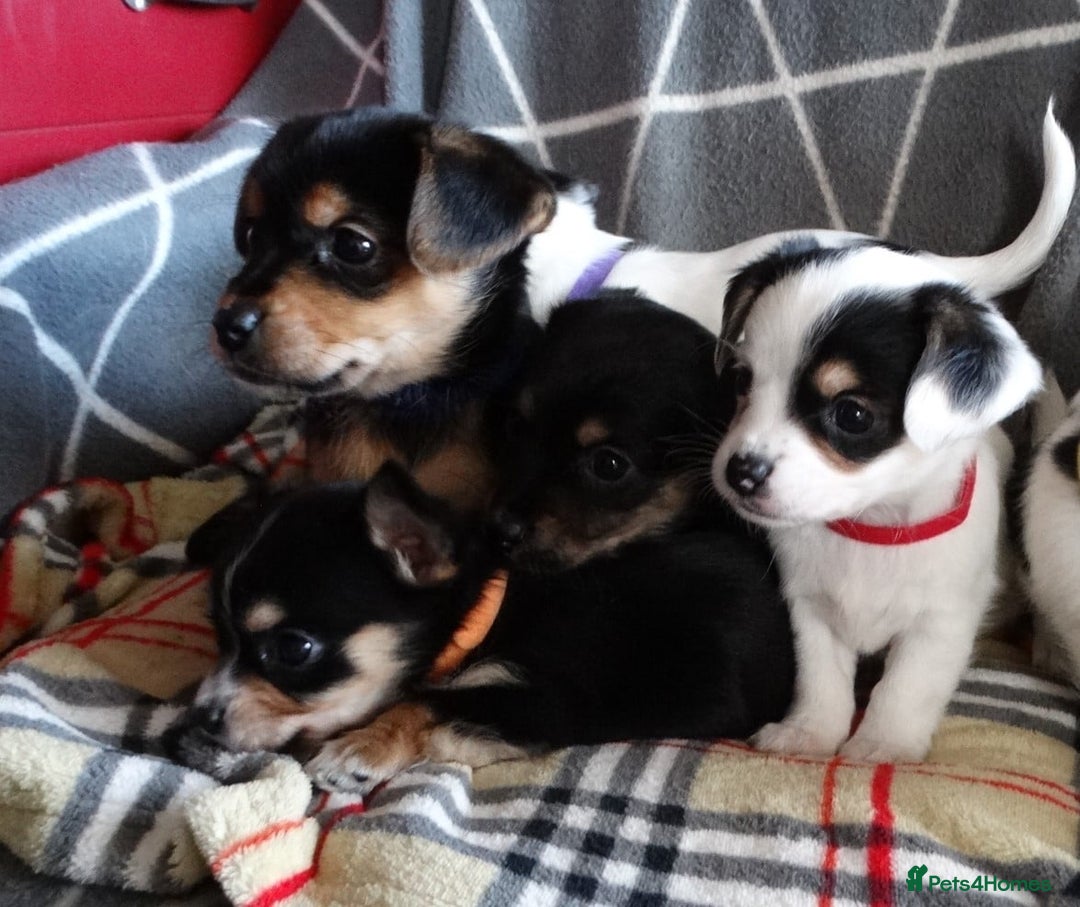 Jack Russell dogs for sale: Beautiful Jack Russell/chihuahua mix puppies - Advert 3