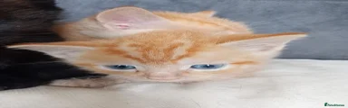 Ginger female