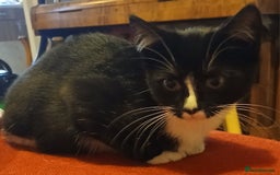 RagaMuffin cats for sale: Female Kitten - Image 2