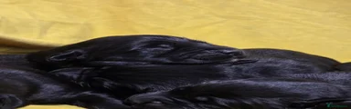 Labrador Retriever 7