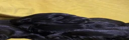 Labrador Retriever dogs for sale: 🖤 Exceptional Labrador Puppies Ready Soon 🐾 - Advert 13