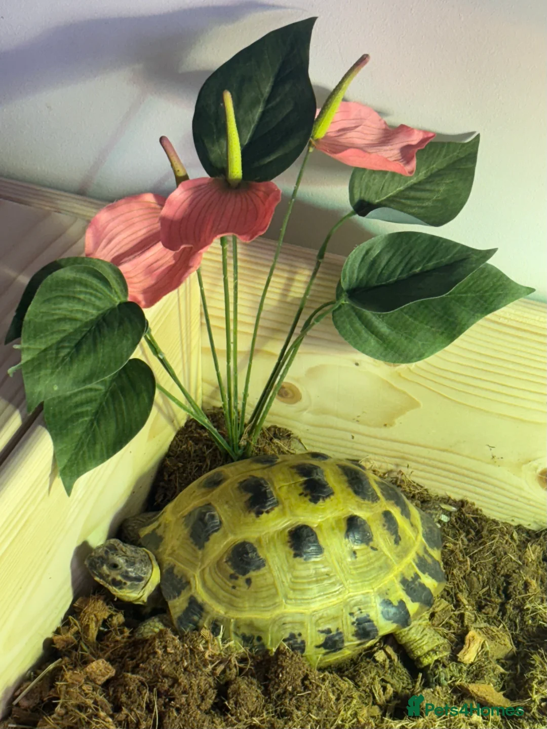Tortoise reptiles for sale: STUNNING UK BRED HORSEFIELD BABIES AVAILABLE!! - Advert 11