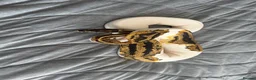 Python Snake reptiles for sale: 4 ball pythons  - Advert 4