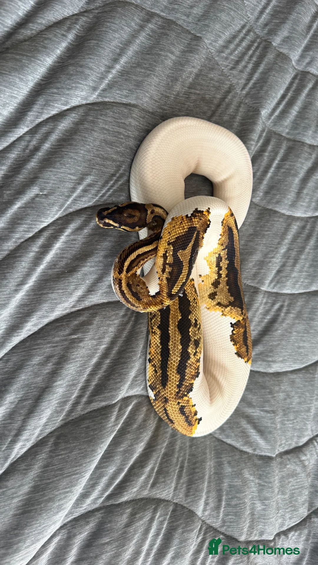 Python Snake reptiles for sale: 4 ball pythons  - Advert 4