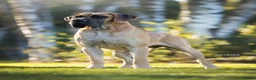 Great Dane dogs for sale: Carefully Planned Litter Reservation List Now Open - Advert 6