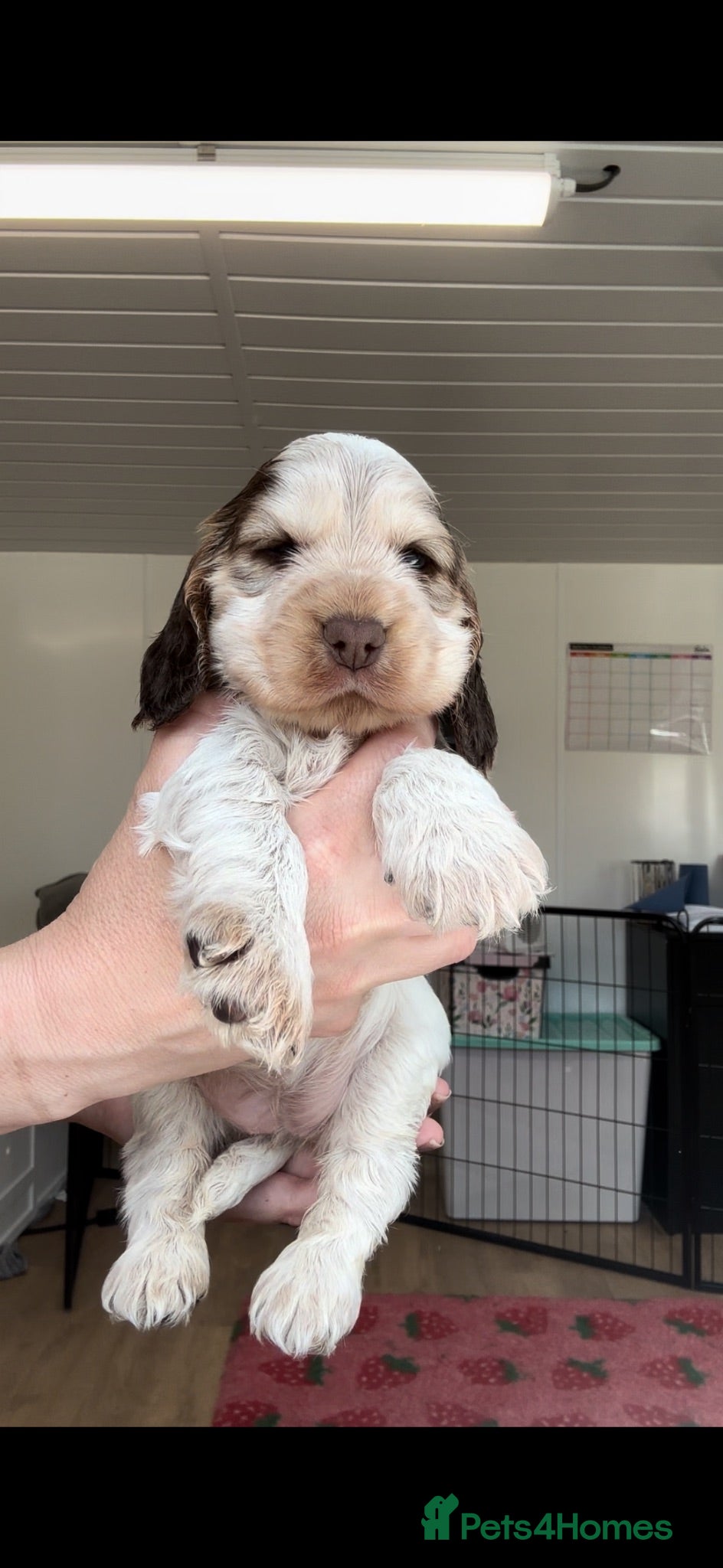 Cocker Spaniel dogs KC Registered Sable Show cocker spaniels  - Advert 1