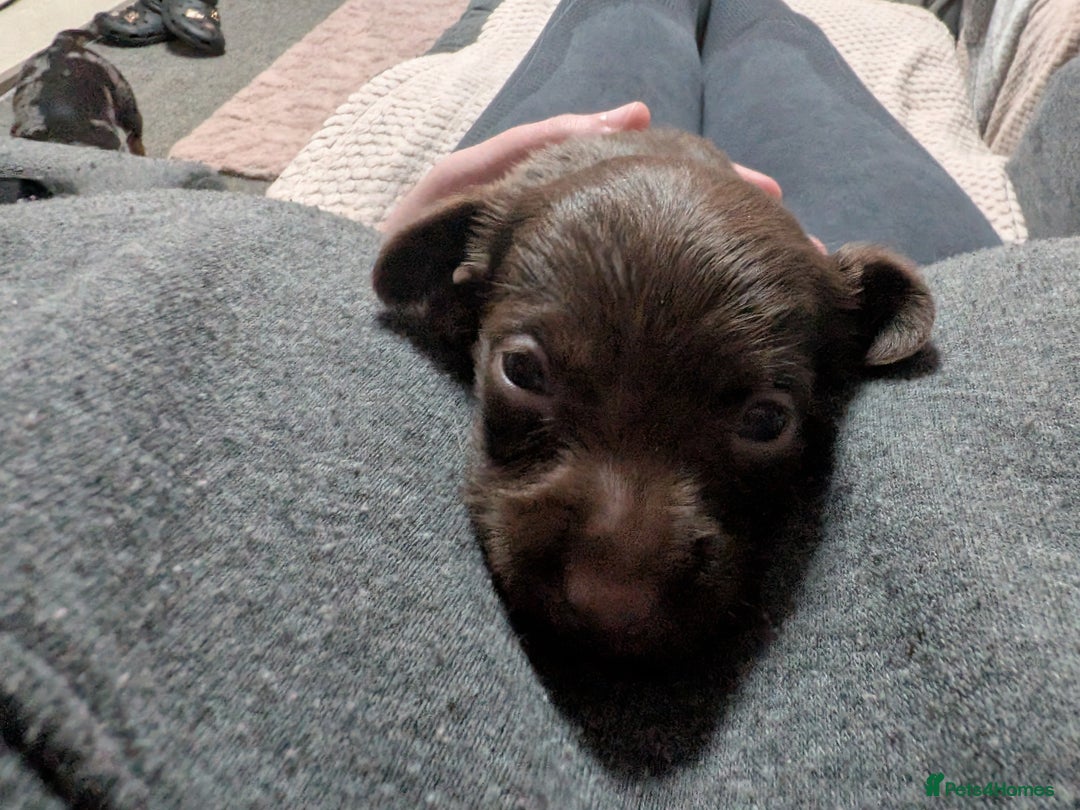 Mixed Breed dogs for sale: Miniature doxipoo  - Advert 5