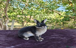 Rex rabbits for sale: Mini Rex Buck - Image 23