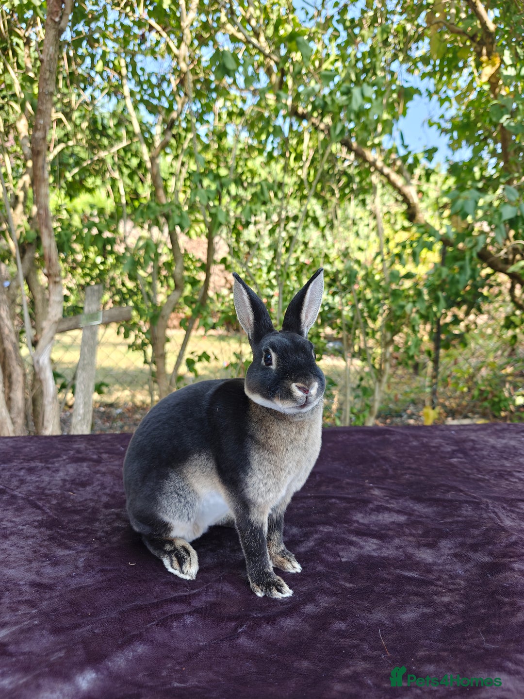 Rex rabbits for sale: Mini Rex Buck - Image 23