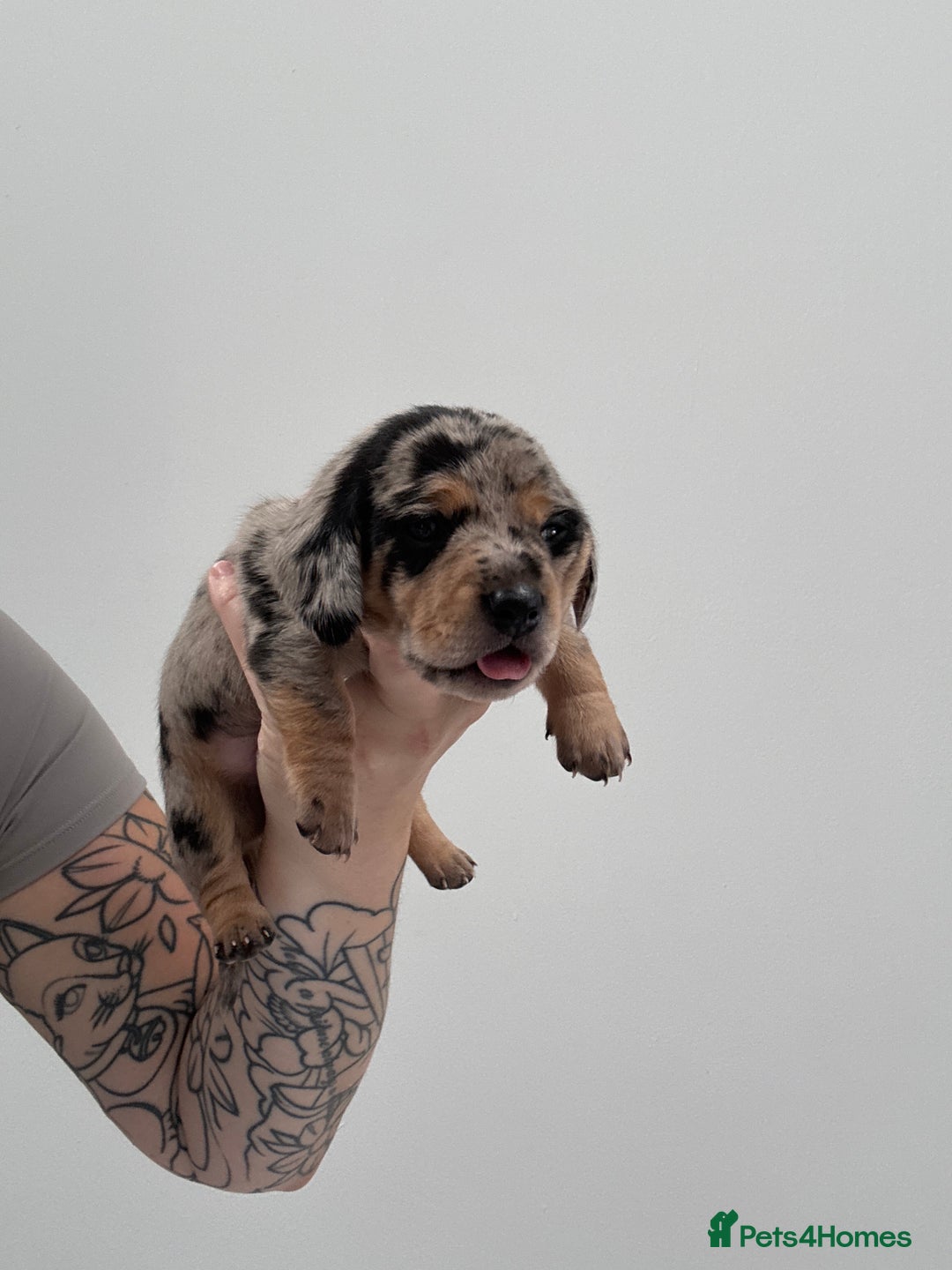 Miniature Dachshund dogs for sale: Miniature dachshund  - Image 5