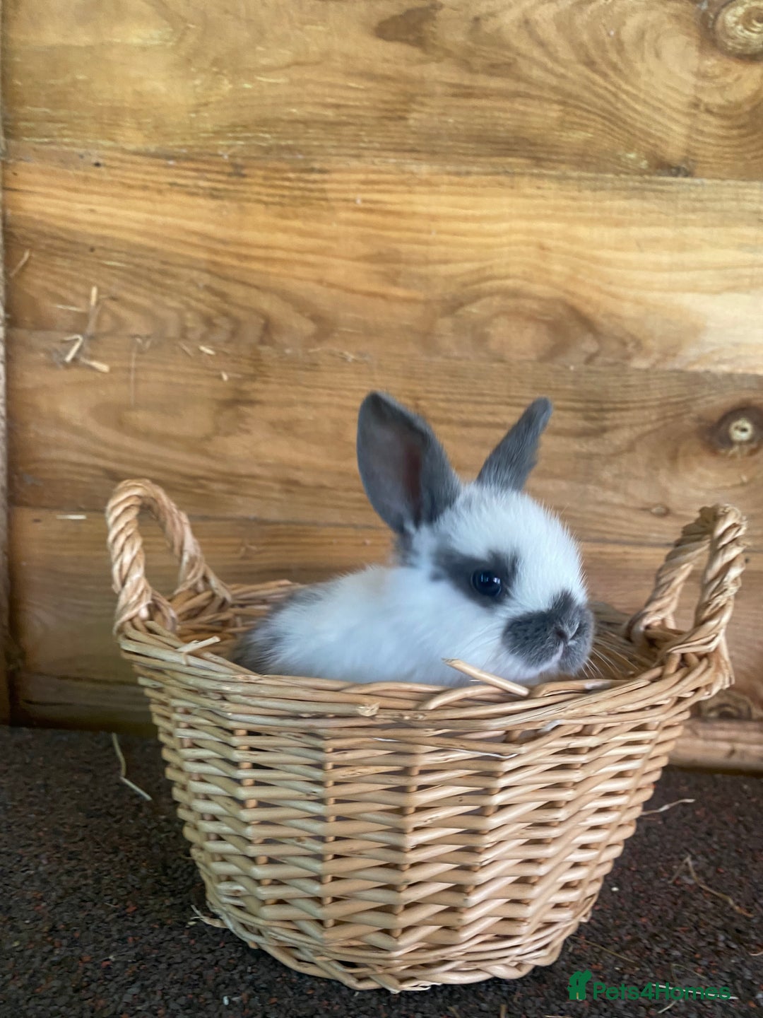 English Spot rabbits for sale: 🐰LAST BOYS🐰must go❗️gorgeous lop x English spot - Advert 4