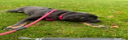 Mixed Breed dogs for sale: Chloe the Labrador cross  in Carterton - Advert 3